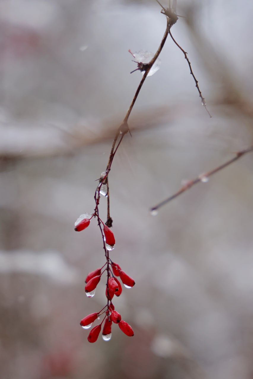 Первый снег в Мелихове! Скоро зима Первый снег в Мелихове! Скоро зима