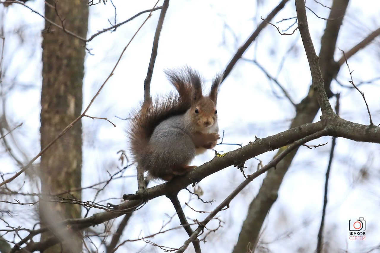В парке на Молодёжной в Долгопрудном белкам приготовили орехи на зиму В парке на Молодёжной в Долгопрудном белкам приготовили орехи на зиму