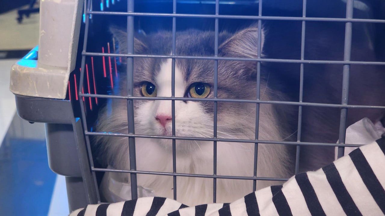 В Люберцах провели благотворительную выставку пушистых питомцев, чтобы передать их в добрые руки