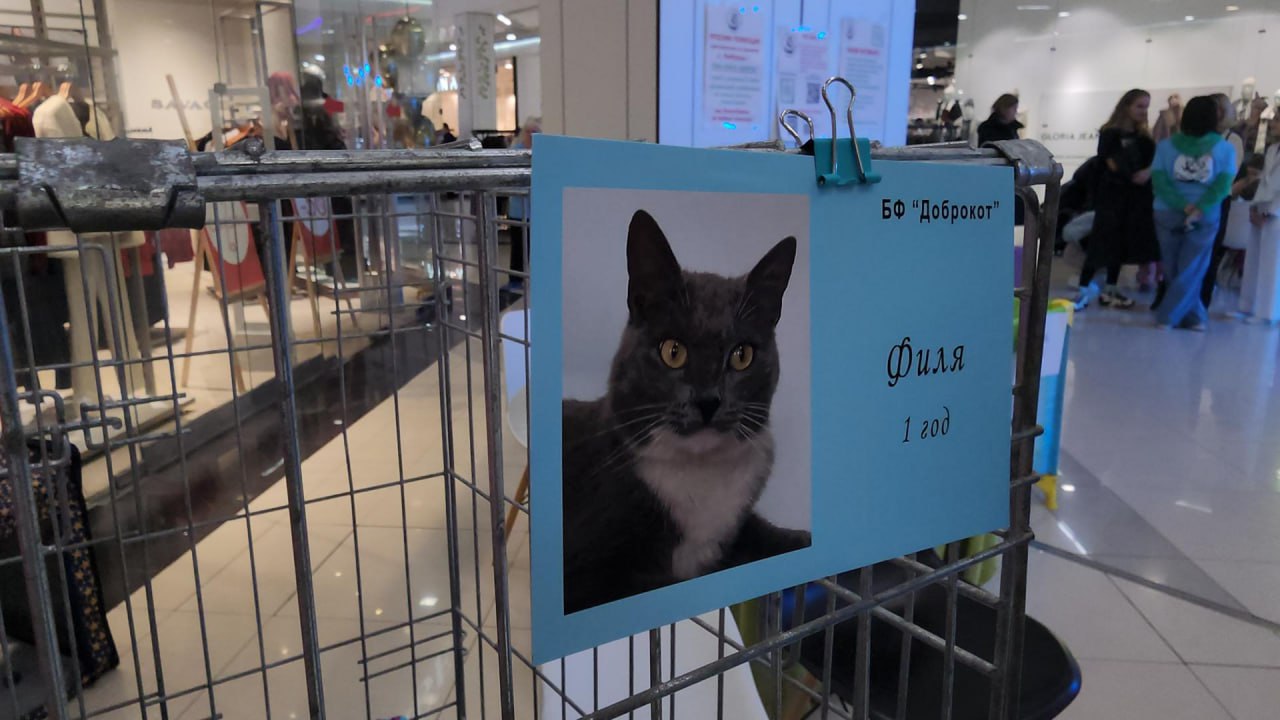 В Люберцах провели благотворительную выставку пушистых питомцев, чтобы передать их в добрые руки В Люберцах провели благотворительную выставку пушистых питомцев, чтобы передать их в добрые руки