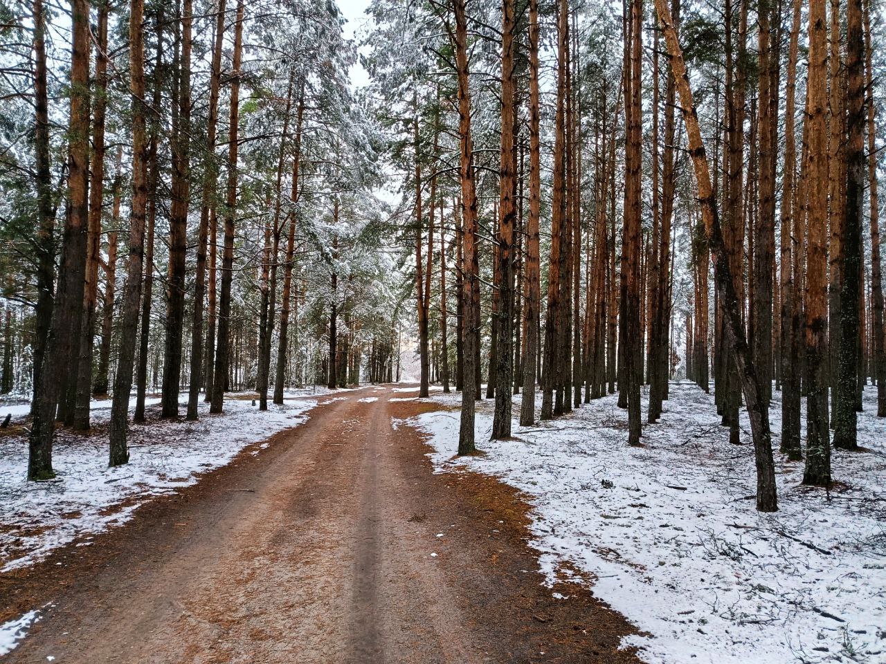 Мини-гайд от Мособллеса: зима близко!