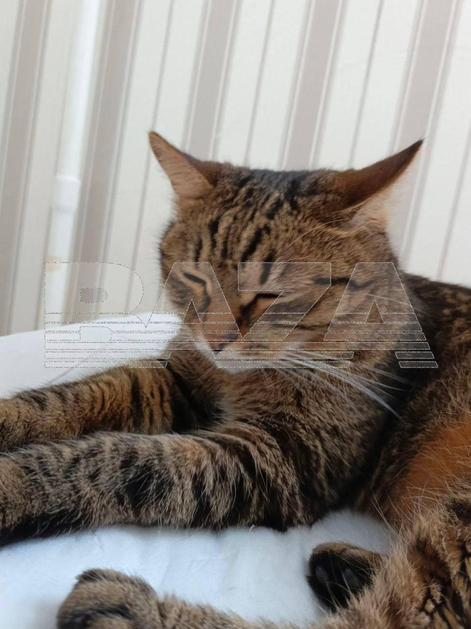 Мать, обезглавившая своего сына, хотела покончить с собой после преступления Мать, обезглавившая своего сына, хотела покончить с собой после преступления