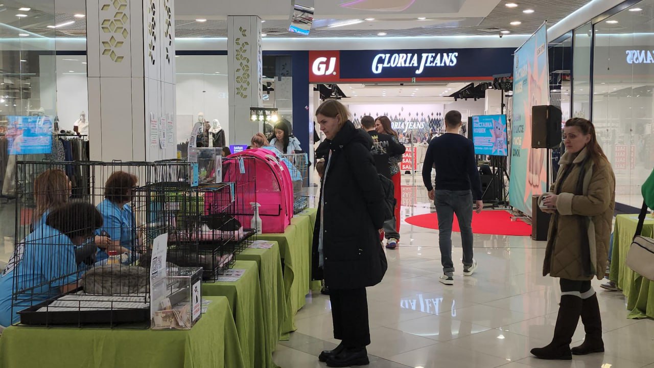 В Люберцах провели благотворительную выставку пушистых питомцев, чтобы передать их в добрые руки В Люберцах провели благотворительную выставку пушистых питомцев, чтобы передать их в добрые руки