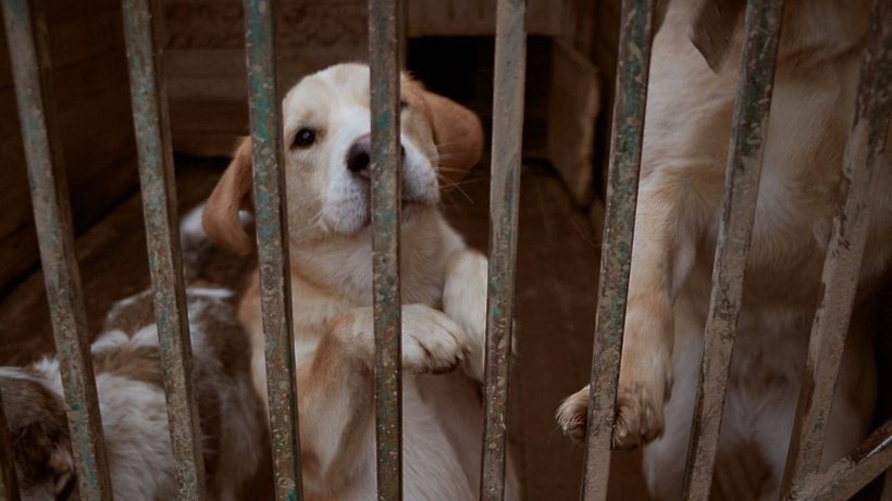 Волонтёры из передали приюту для животных 20 килограммов корма Волонтёры из передали приюту для животных 20 килограммов корма