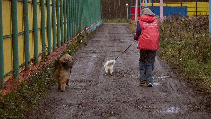 Волонтёры из передали приюту для животных 20 килограммов корма Волонтёры из передали приюту для животных 20 килограммов корма