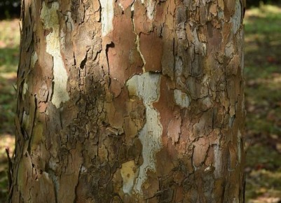 Как защитить свой сад от короедов: простые и эффективные методы