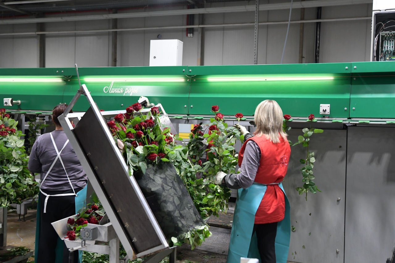 От маленькой теплицы до лидера России: как в Дмитровском округе выращивают миллионы роз От маленькой теплицы до лидера России: как в Дмитровском округе выращивают миллионы роз
