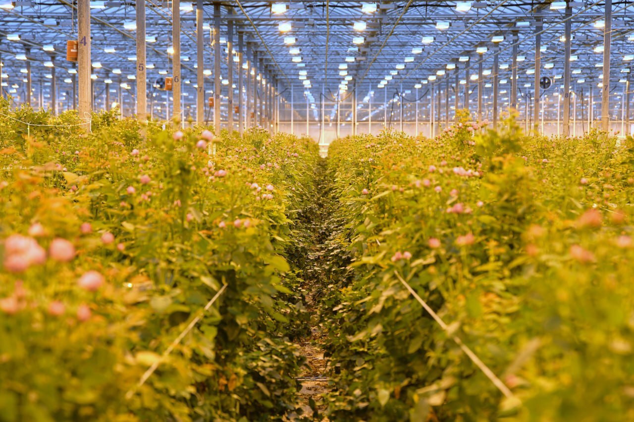 От маленькой теплицы до лидера России: как в Дмитровском округе выращивают миллионы роз От маленькой теплицы до лидера России: как в Дмитровском округе выращивают миллионы роз