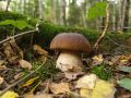 Грибные опасности: как избежать отравления на природе