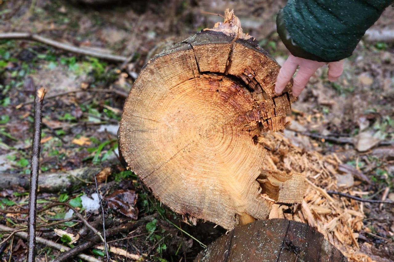 В районе с. Деулино под Сергиевым Посадом в настоящее время проводится лесохозяйственное мероприятие, направленное на оздоровление леса В районе с. Деулино под Сергиевым Посадом в настоящее время проводится лесохозяйственное мероприятие, направленное на оздоровление леса