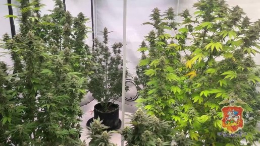 В Дмитрове полицейские задержали местного жителя, который в доме вместо комнатных растений выращивал коноплю