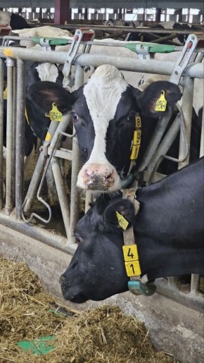 Ферма в селе Сеньково озёрского предприятия «Емельяновка», которое является частью агрохолдинга «ОСП агро», вошла в ТОП-30 самых эффективных молочных хозяйств России