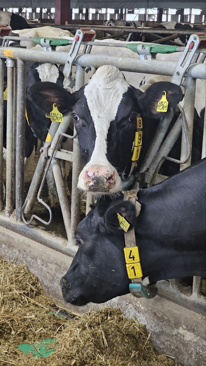 Ферма в селе Сеньково озёрского предприятия «Емельяновка», которое является частью агрохолдинга «ОСП агро», вошла в ТОП-30 самых эффективных молочных хозяйств России