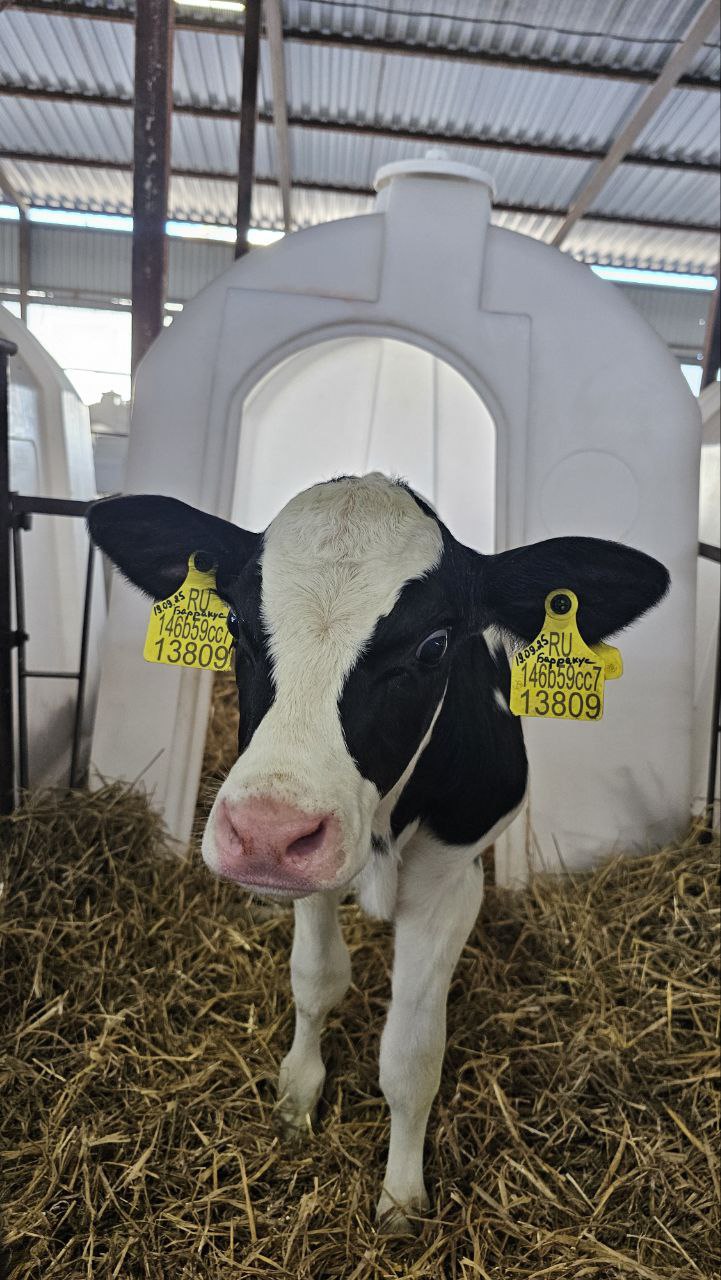 Ферма в селе Сеньково озёрского предприятия «Емельяновка», которое является частью агрохолдинга «ОСП агро», вошла в ТОП-30 самых эффективных молочных хозяйств России Ферма в селе Сеньково озёрского предприятия «Емельяновка», которое является частью агрохолдинга «ОСП агро», вошла в ТОП-30 самых эффективных молочных хозяйств России