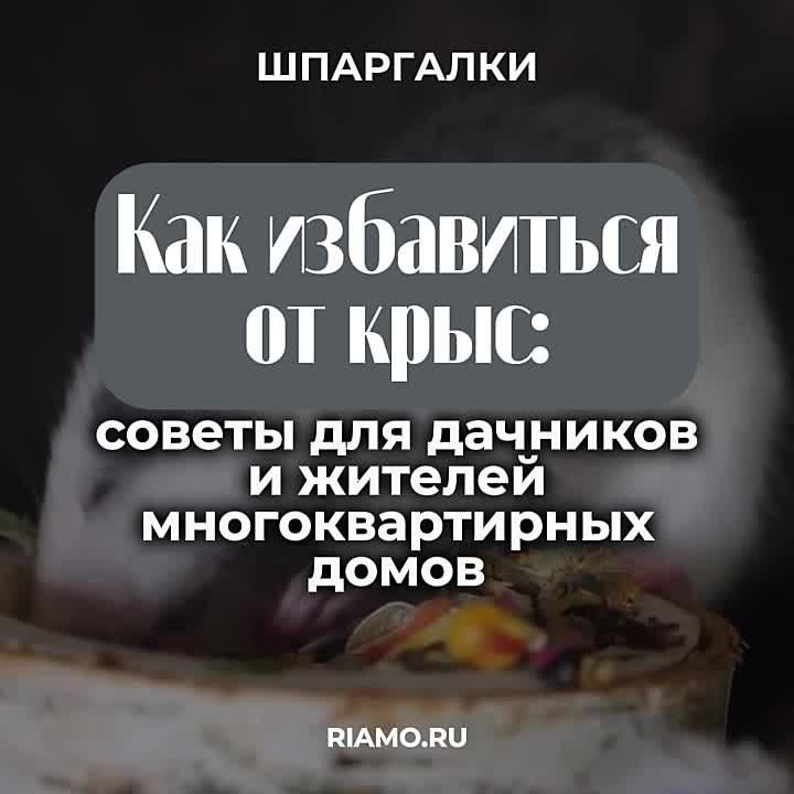 О способах, которые помогут уберечь ваш дом или квартиру от нашествия крыс, рассказываем в материале РИАМО
