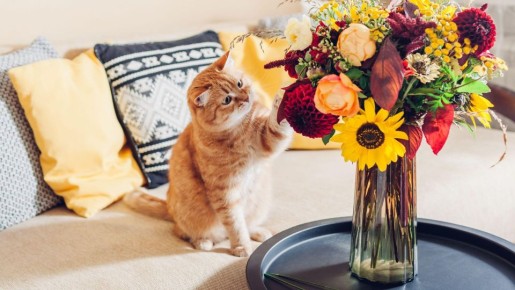 Коты перестанут атаковать растения моментально: проверенные методы