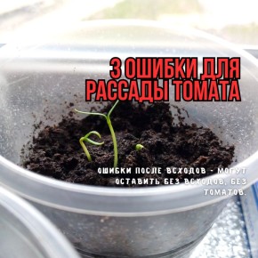 Тайны успешной рассады томатов: 3 критические ошибки, которые стоит избежать