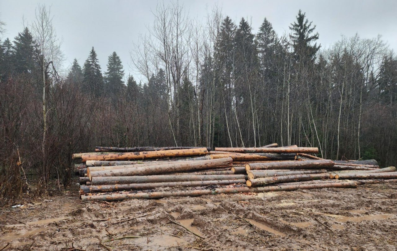 В районе с. Деулино под Сергиевым Посадом в настоящее время проводится лесохозяйственное мероприятие, направленное на оздоровление леса В районе с. Деулино под Сергиевым Посадом в настоящее время проводится лесохозяйственное мероприятие, направленное на оздоровление леса