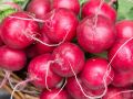 Редис: король весеннего огорода возвращается в моду