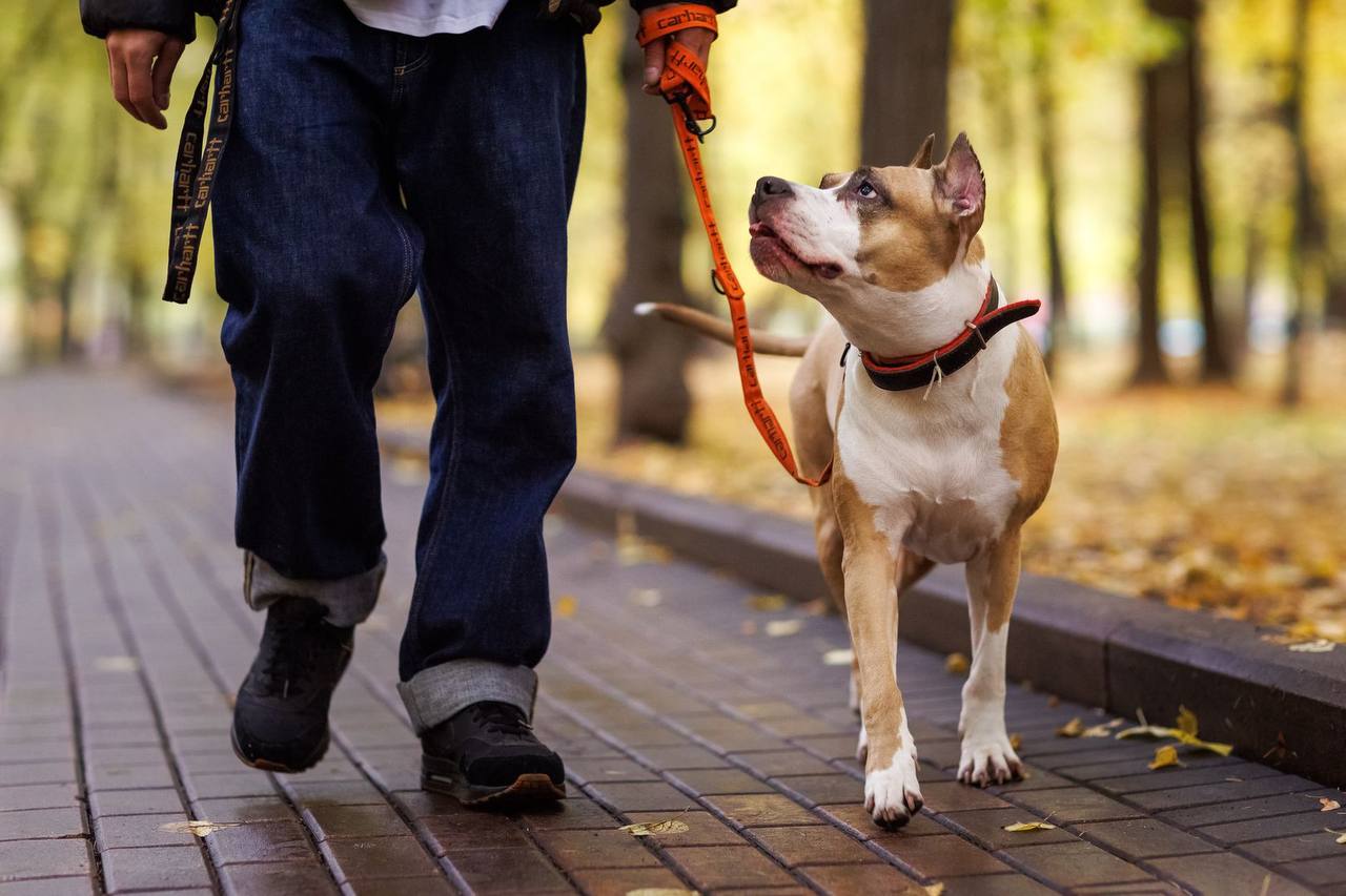 В Подмосковье запустили онлайн-регистрацию домашних животных