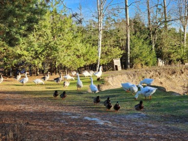 Конный клуб в селе Мамонтово под Ногинском перешёл на зимний режим