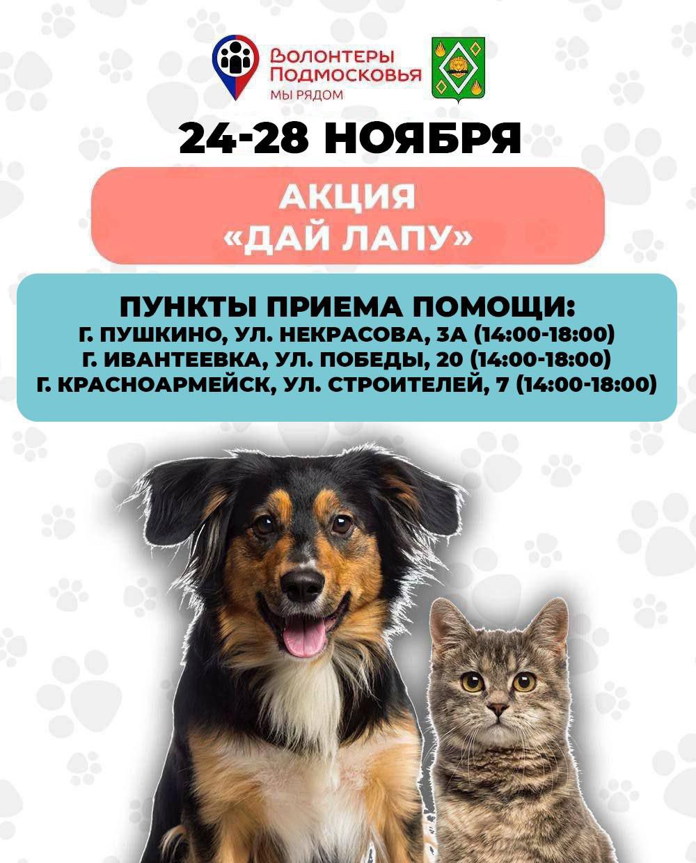 Молодежный центр «Точка притяжения» совместно с «Волонтерами Подмосковья» Городского округа Пушкинский объявляет старт акции «Дай лапу»