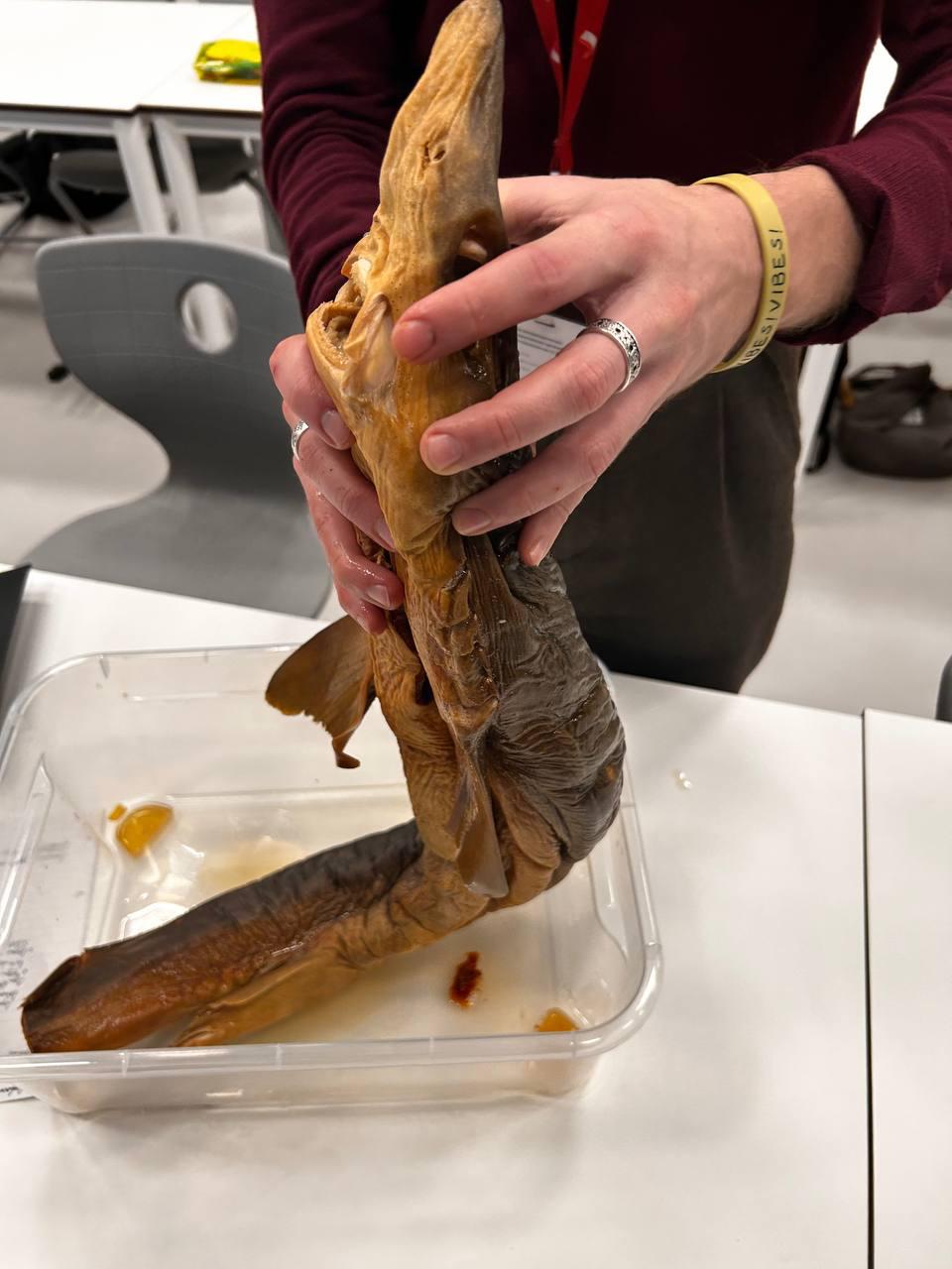 Каникулы с пользой: Путь к мечте! Каникулы — это не только время отдыха, но и уникальная возможность для открытия новых знаний! Особенно, если ты мечтаешь стать врачом и посвятить свою жизнь медицине Каникулы с пользой: Путь к мечте! Каникулы — это не только время отдыха, но и уникальная возможность для открытия новых знаний! Особенно, если ты мечтаешь стать врачом и посвятить свою жизнь медицине