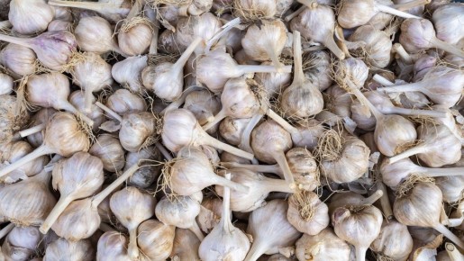 Озимый чеснок вырастет крупным и ядреным: нужно лишь высадить его в правильном месте