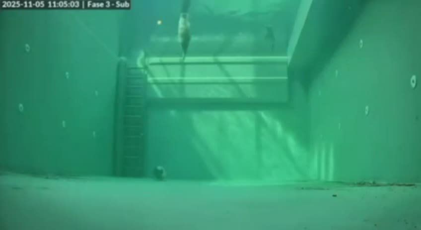 Учёные показали, как тюлени спят под водой