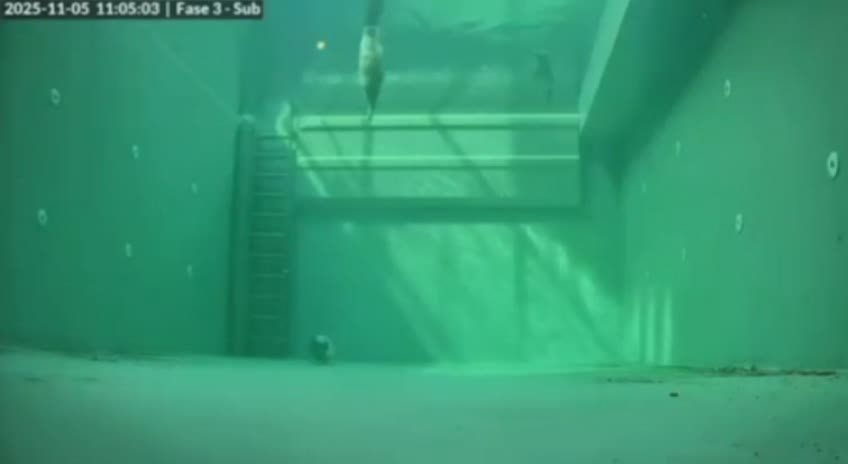 Учёные показали, как тюлени спят под водой