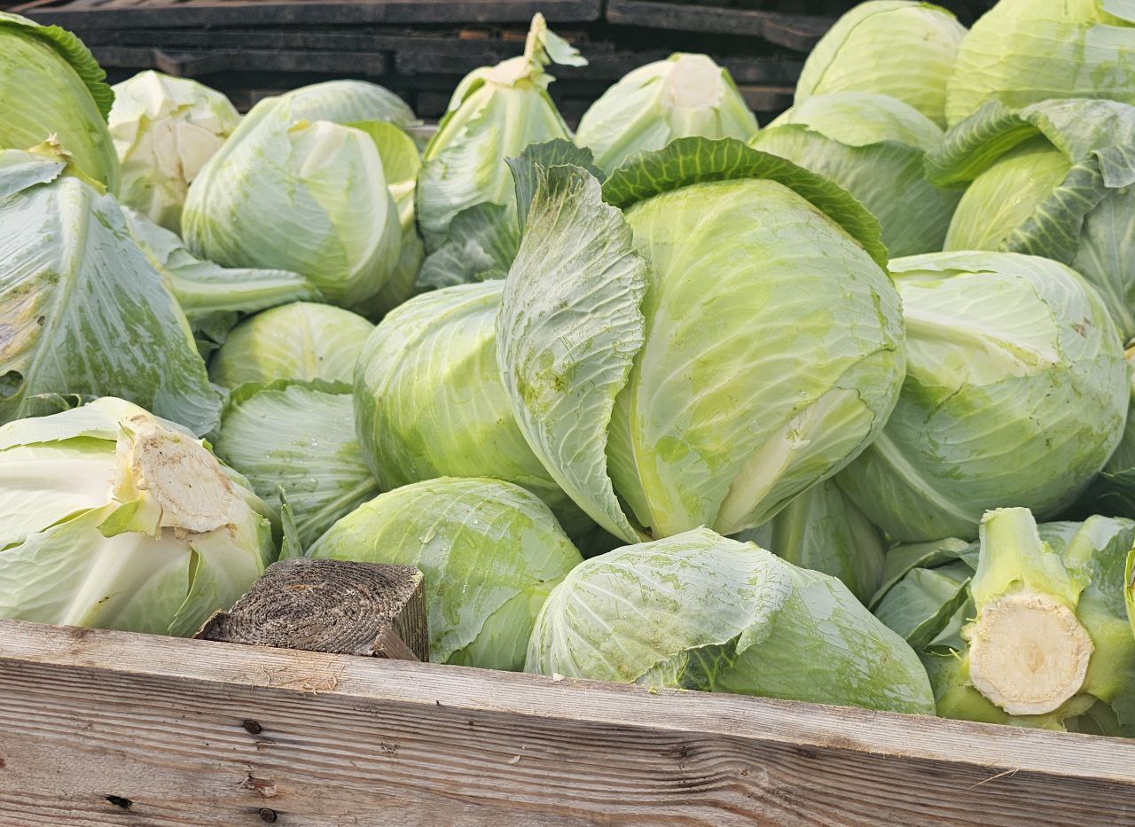 Более 150 тысяч тонн картофеля, капусты и овощей собрали и заложили в хранилища коломенские аграрии