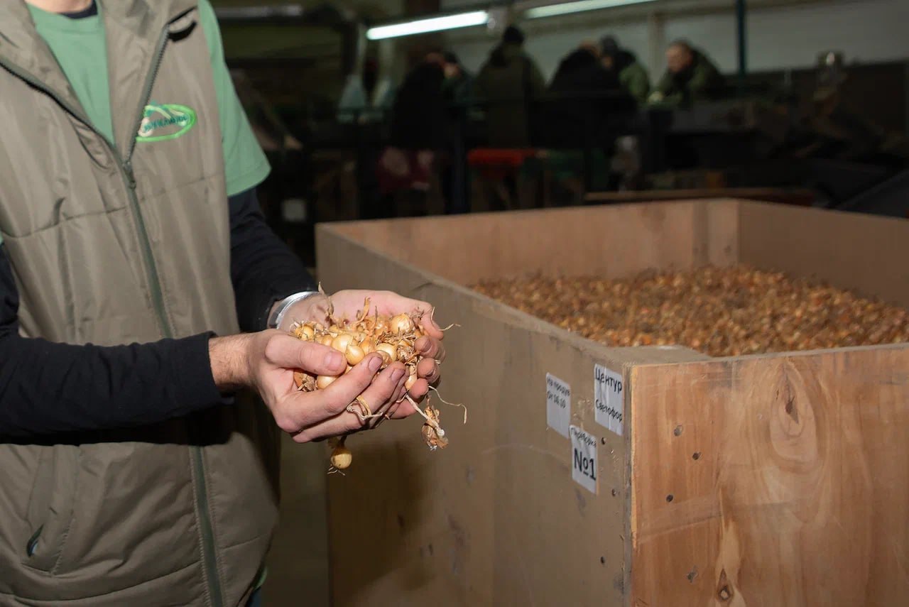 Более 150 тысяч тонн картофеля, капусты и овощей собрали и заложили в хранилища коломенские аграрии Более 150 тысяч тонн картофеля, капусты и овощей собрали и заложили в хранилища коломенские аграрии