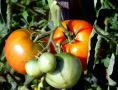 Летние секреты ухода за томатами