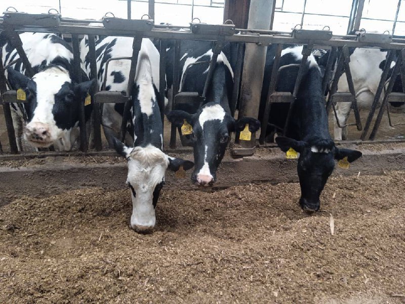 Экскурсию на молочную ферму организовали для учащихся агрогруппы гимназии г. Дзержинский Экскурсию на молочную ферму организовали для учащихся агрогруппы гимназии г. Дзержинский