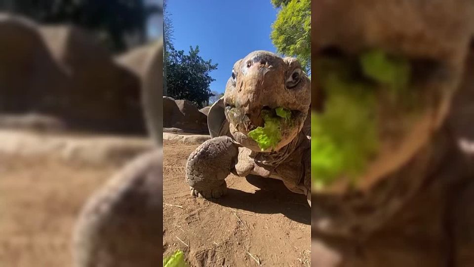 Пережившая две мировые войны Бабуля — 141-летняя галапагосская черепаха — скончалась в зоопарке Сан-Диего, сообщает АР