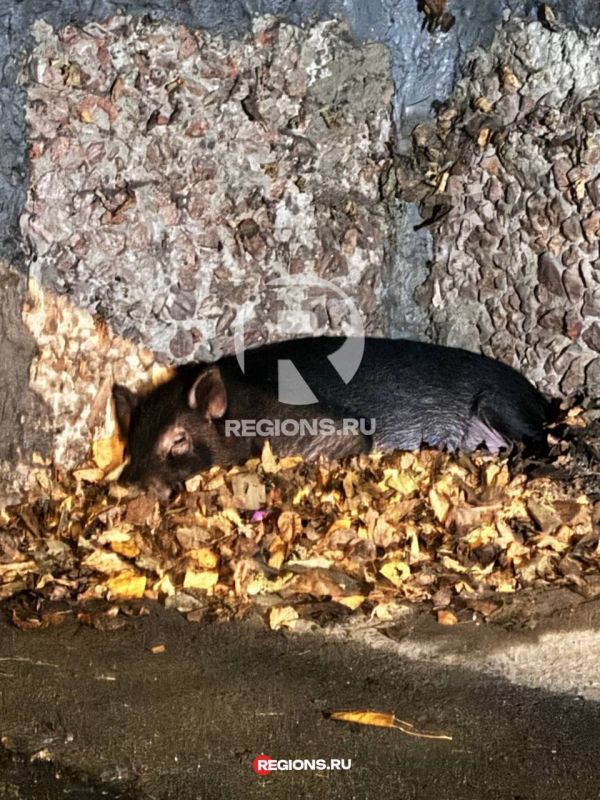 ������ ��������� ������� ��������� �� ����� ����������: ������ �������� �� ������ ���� ��� ��������