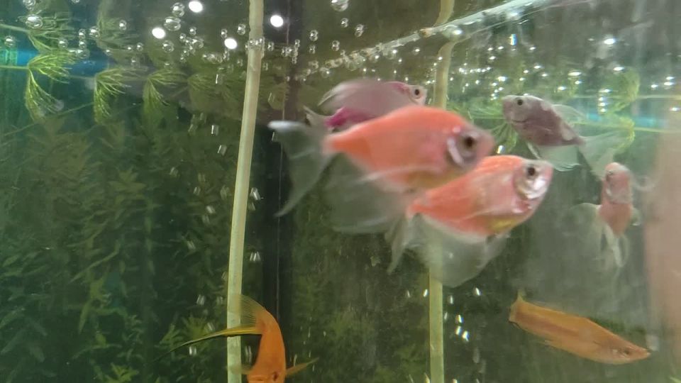 Доброе утро, Серпухов!. Сегодня воздух прогреется до +6. По прогнозам синоптиков весь день будет идти дождь