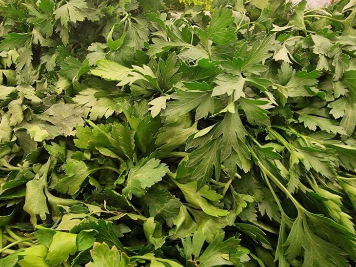 Как сохранить зелень свежей неделями: советы домохозяйкам