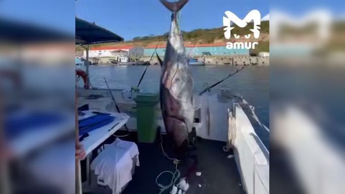 Гигантский тунец за 160 миллионов рублей: курильские воды полнятся тропическими титанами