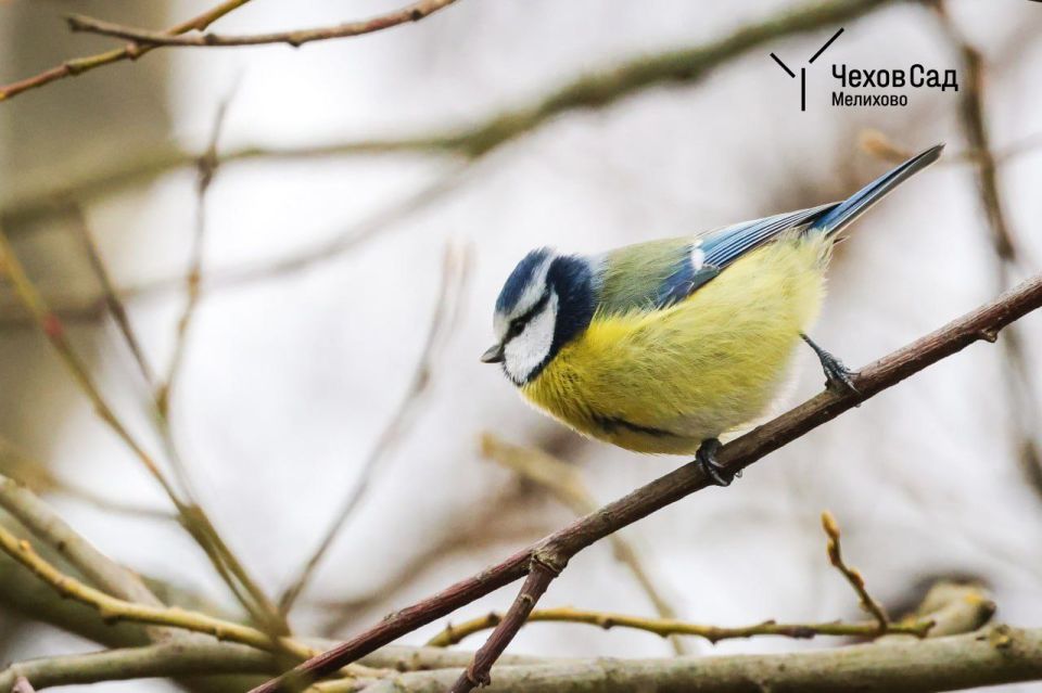 ������� ��������: ������������ ���������