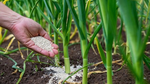 Чеснок в июне: как правильно подкормить для богатого урожая