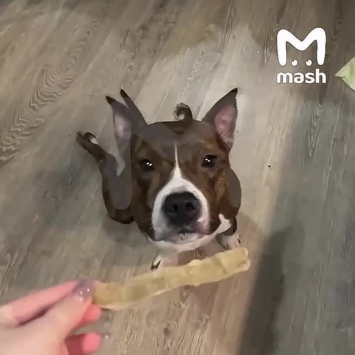 Годовалый щенок стал инвалидом после плановой кастрации в Подмосковье