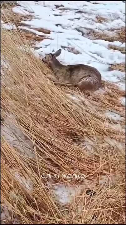 ����� ���� ������� ������ �� �������� ����� �� ����� ��� ���������