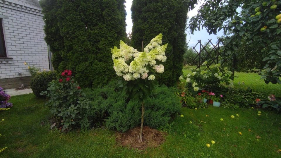 Фрайз Мельба: секреты раннего цветения и формировки кустов