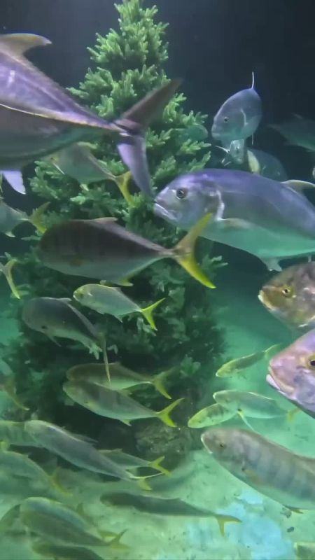 В «Москвариуме» установили подводную елку на глубине 4 метров