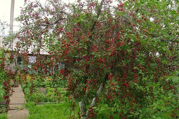Вишня Щедрая: урожайный сорт, который покоряет сердца садоводов