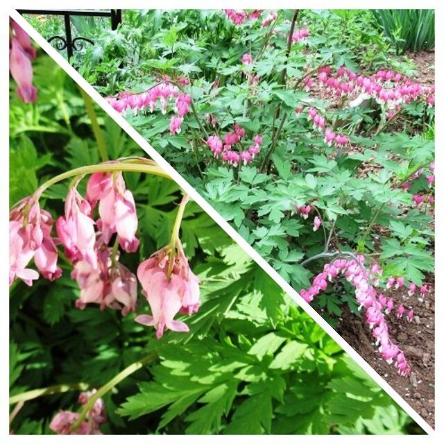 Дицентра: разбитое сердце и нежное материнство в вашем саду