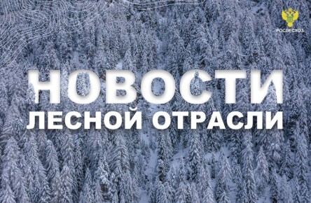 ЛПК Сибири: Рослесхоз усилит контроль за хвойными деревьями в предновогодний период