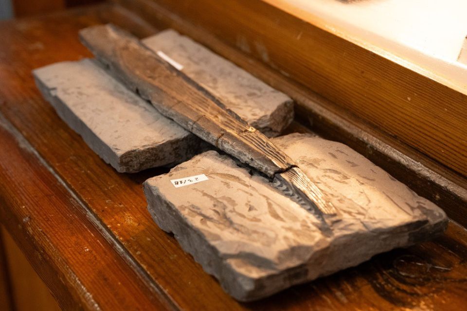 Шип плавника акулы, которая жила около 300 млн лет назад и могла обитать на территории современной Московской области, нашли при инвентаризации в палеонтологическом музее им. Хахлова ТГУ