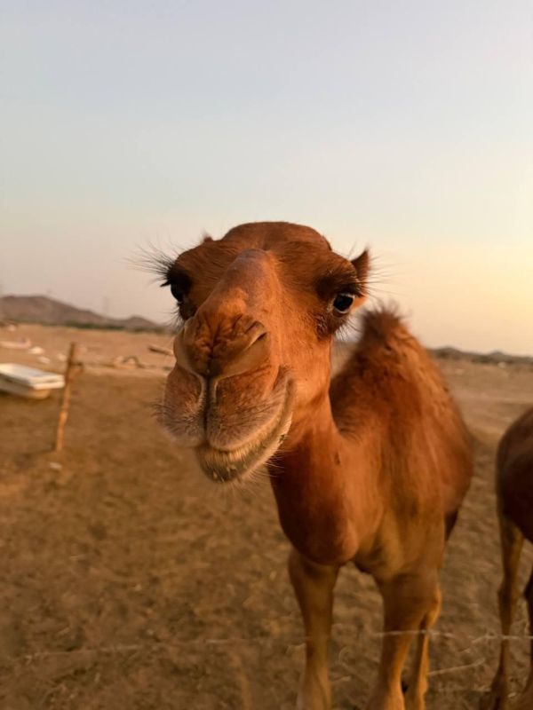 ������ � ���������� ������ ��������� ���������� � �������� ������ ���, ������ �������� �� ������ ���� � � ��-����, � � ������, � ����� � ����������� ������ ���������� � ��������� ��� ����